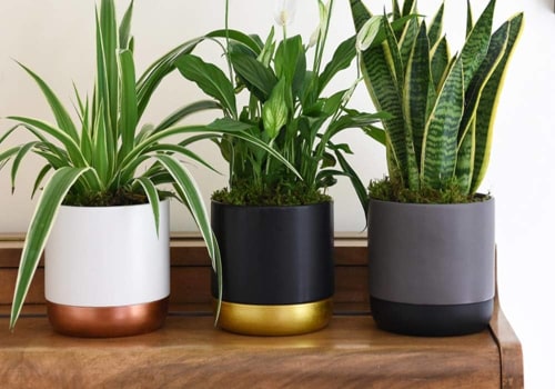 WHY Settle for Less When You Can Choose the Best Air Filtering and Purifying Plants